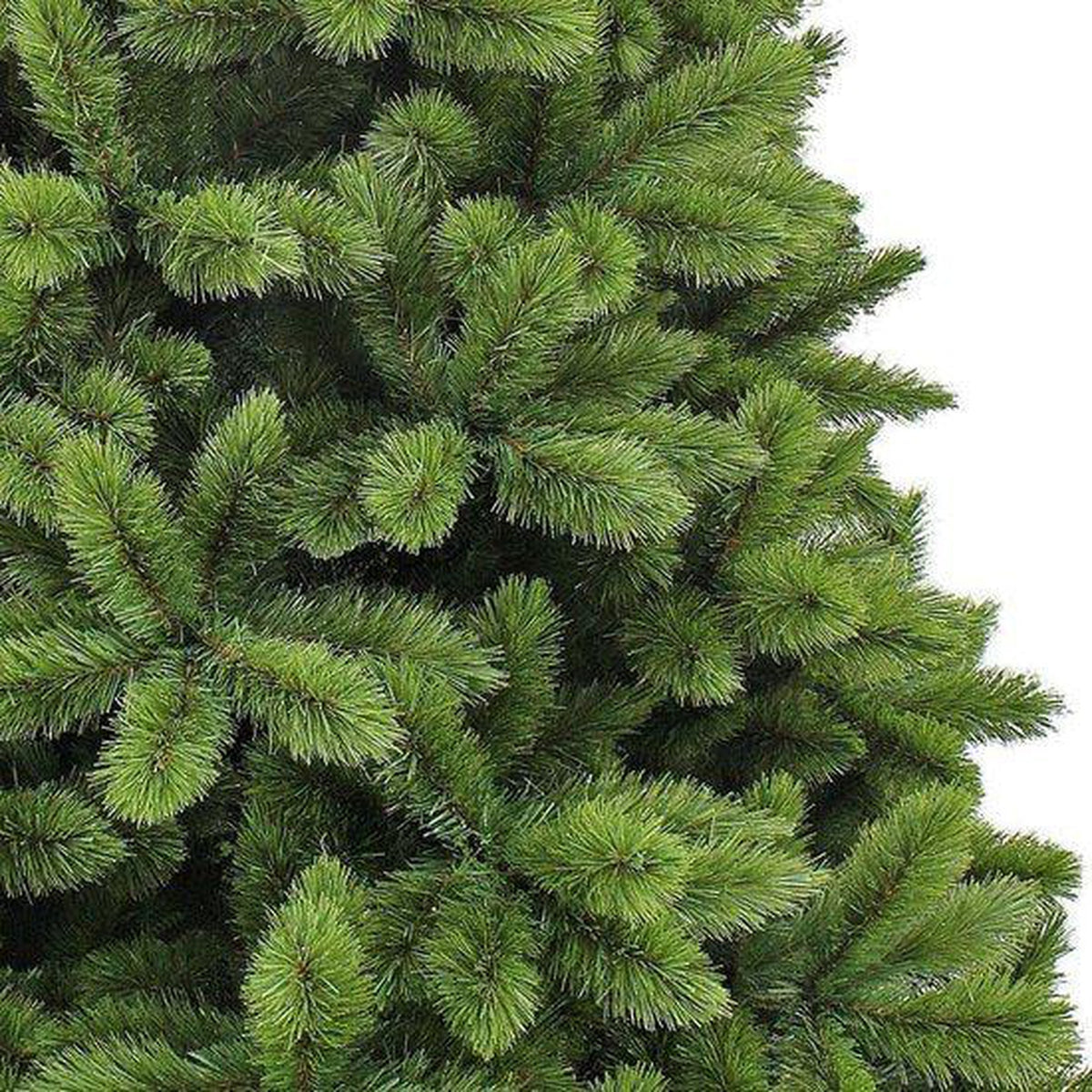 Triumph tree - Sapin de Noël camden dimensions en cm: 215 x 142 vert - Sapin Belge