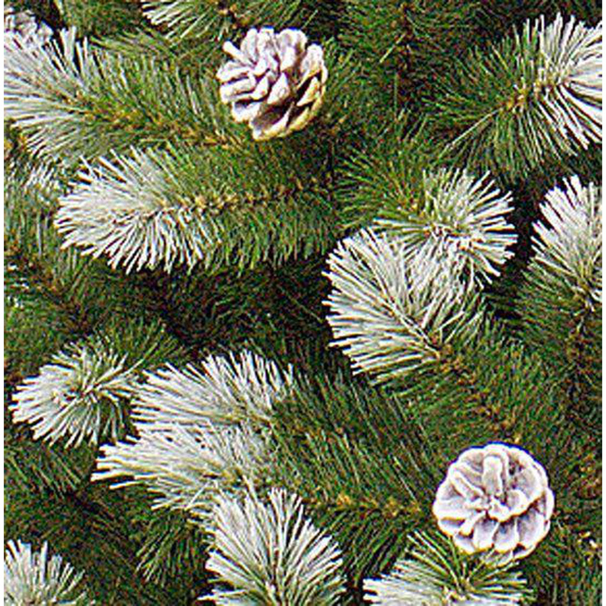 Triumph Tree Pittsburgh Sapin de Noël artificiel français pomme de pin pointes vertes 940 Dimensions en cm: 230 x 124 - Sapin Belge