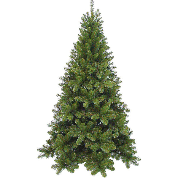 Triumph Tree Tuscan Spruce - Sapin Belge