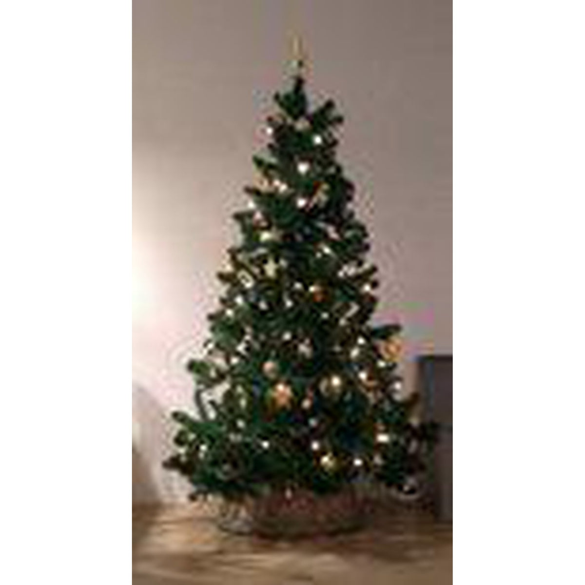 Triumph Tree Tuscan Spruce - Sapin Belge