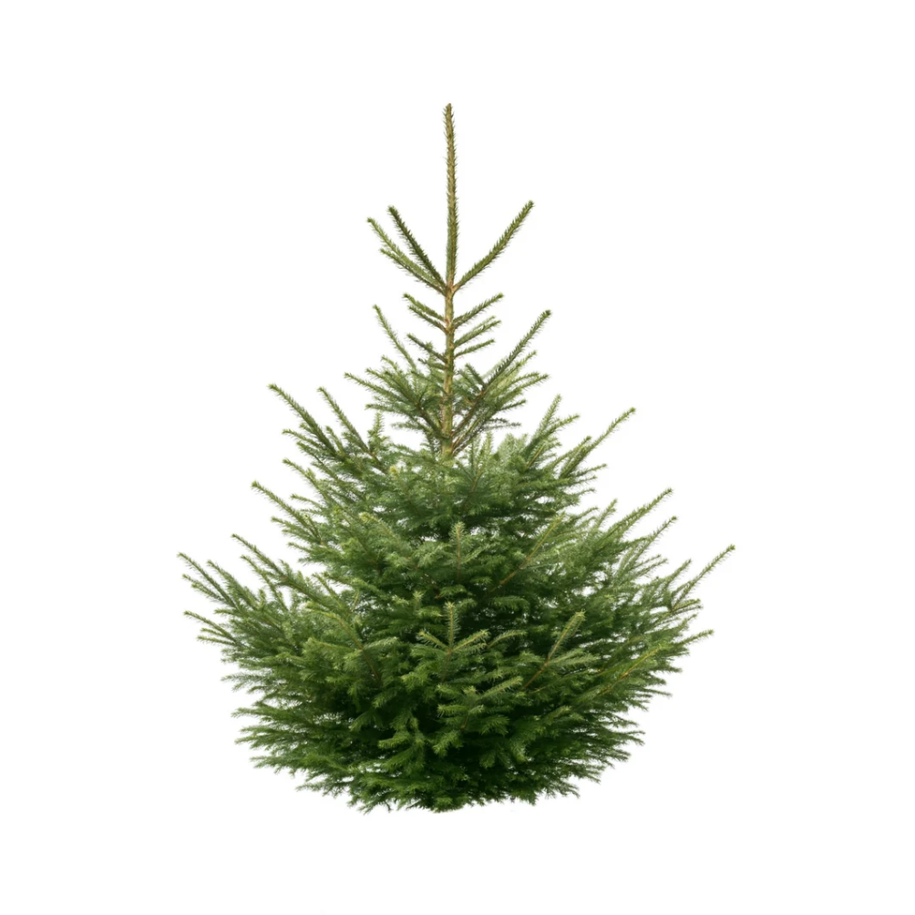 Sapin Epicéa naturel