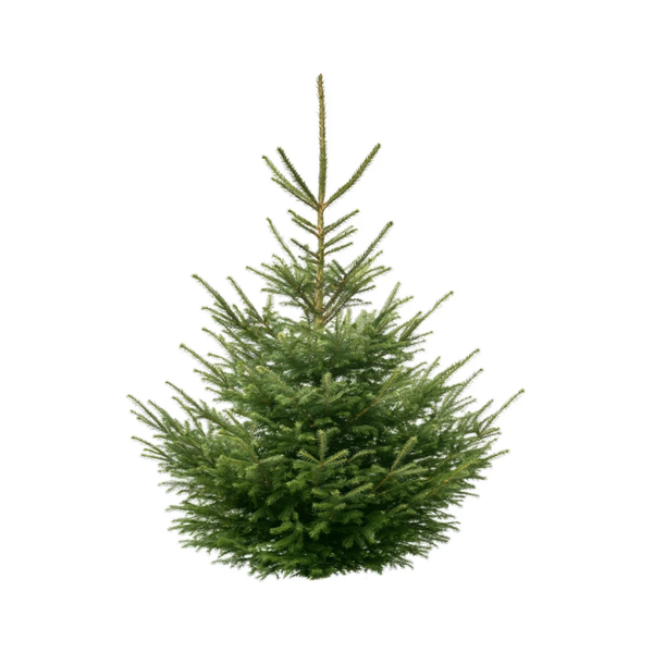 Sapin Epicéa naturel