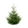Sapin Epicéa naturel