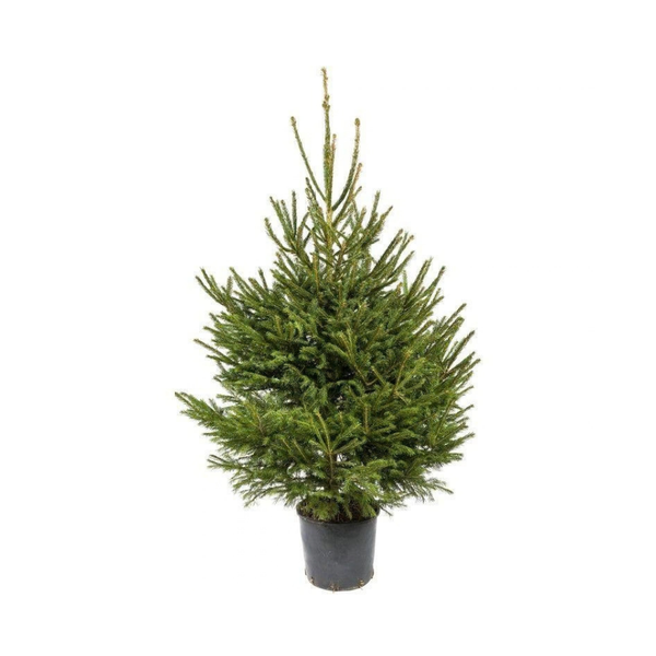 Sapin de Noël Epicéa naturel en pot