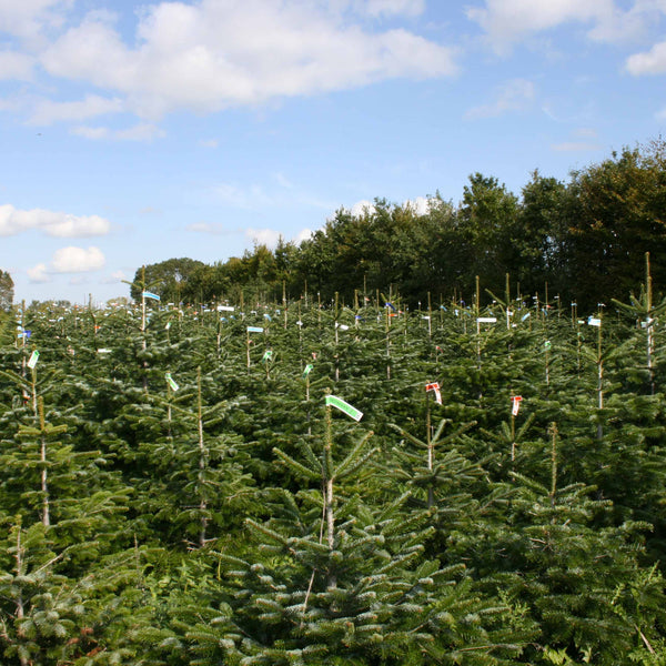 Sapin Nordmann naturel