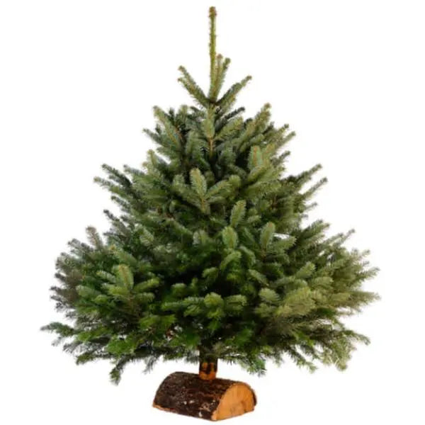 Nordmann premium 4m - Sapin Belge