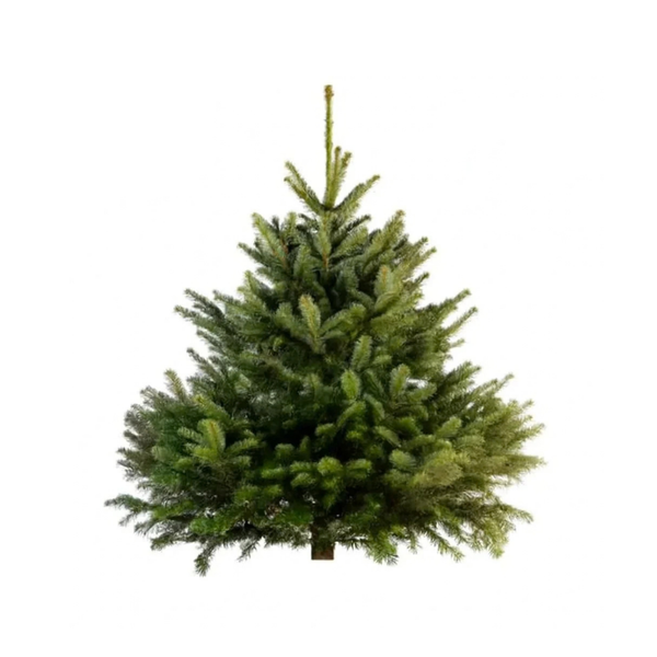 Sapin Nordmann naturel