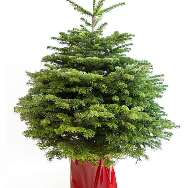 Sapin de Noël Nordmann en pot