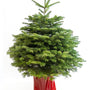 Sapin de Noël Nordmann en pot