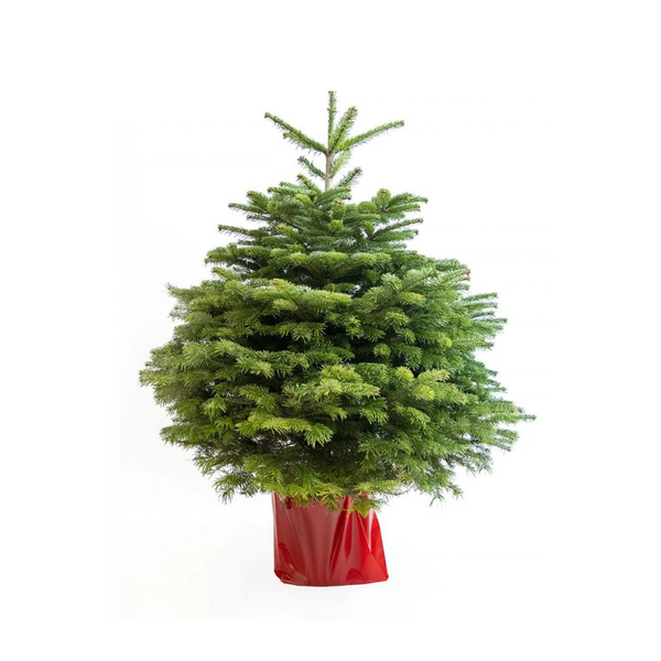 Sapin de Noël Nordmann en pot