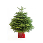 Sapin de Noël Nordmann en pot