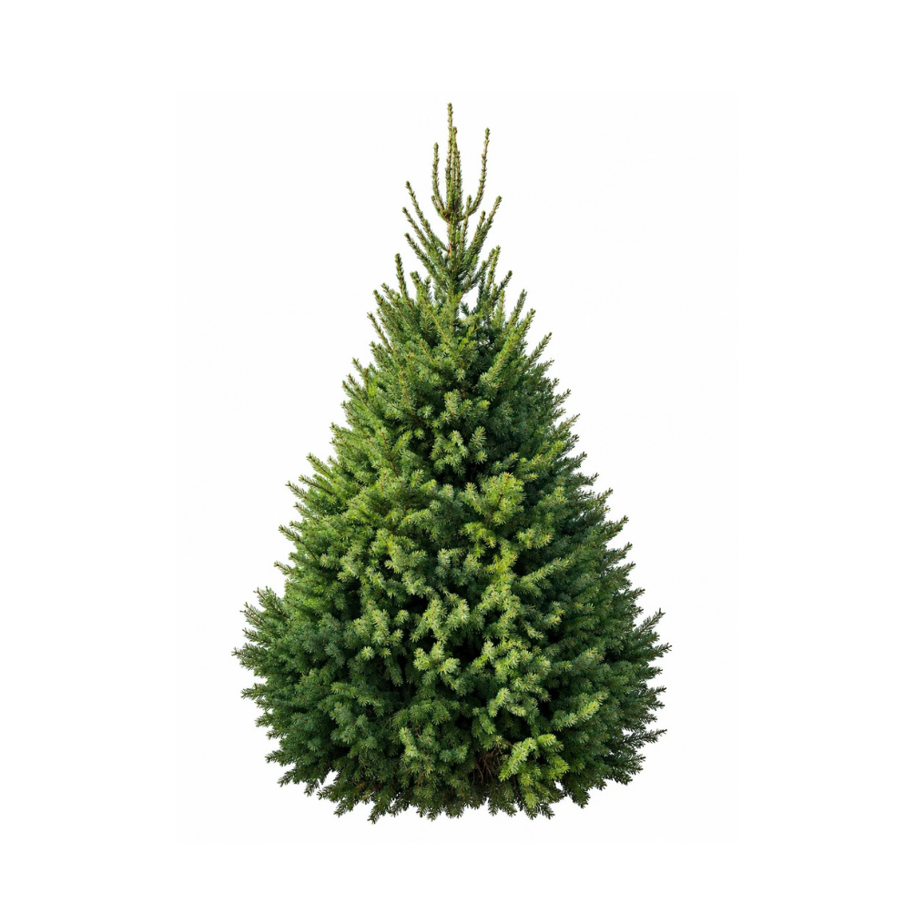 Sapin Omorika 150-175 cm sur croix