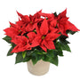 Rose de Noël naturelle - Poinsettia 40cm - Sapin Belge