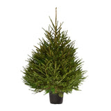 Sapin Epicéa cultivé en pot - Sapin Belge