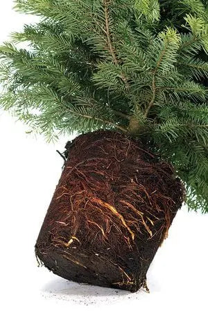 Sapin Epicéa cultivé en pot - Sapin Belge