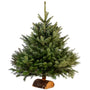 Sapin Nordmann naturel - Sapin Belge