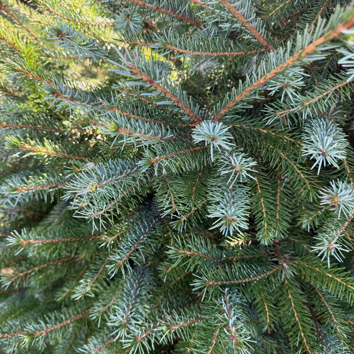 Sapin Omorika 150-175 cm Croix en Bois 40cm x 40cm