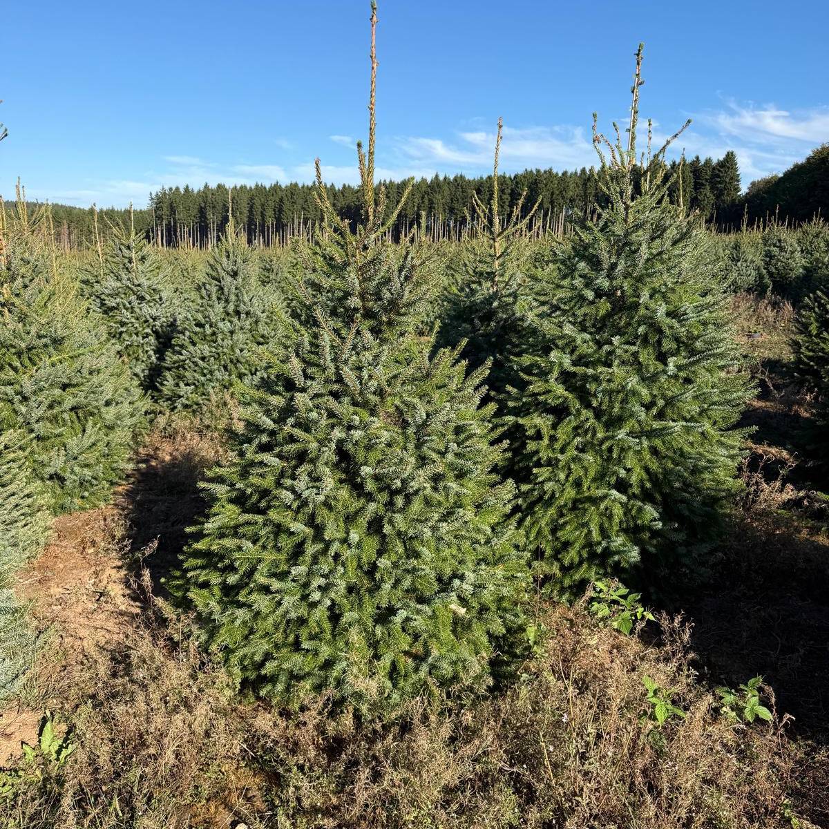 Sapin Omorika 150-175 cm Croix en Bois 40cm x 40cm
