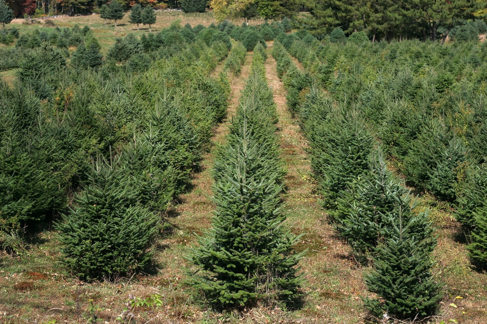 champs de culture de sapins de Noël