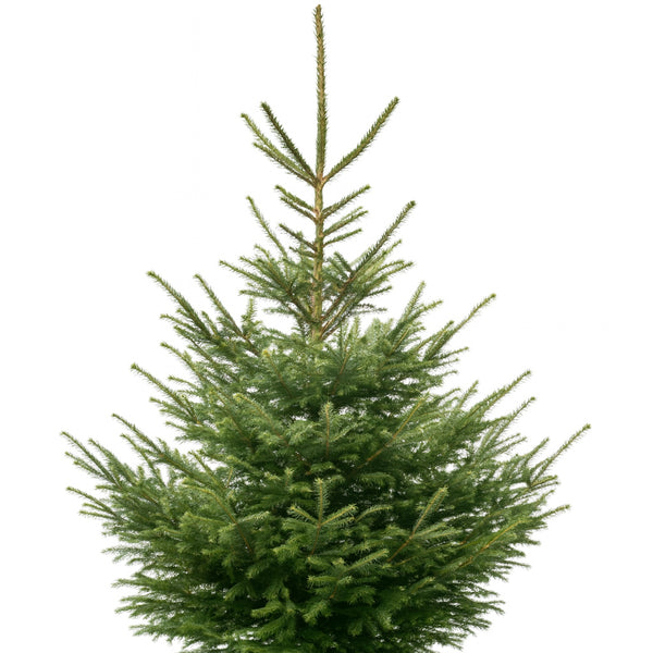 Sapin Epicéa naturel