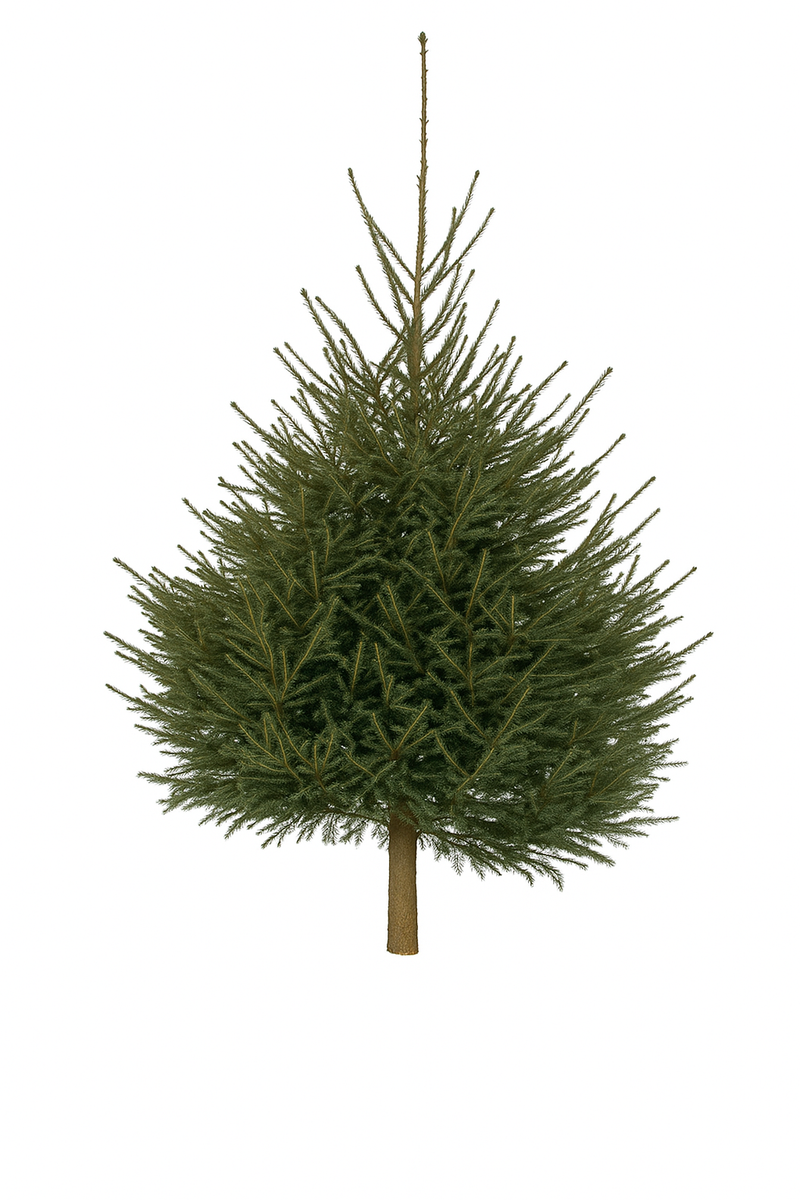 Sapin Epicéa naturel