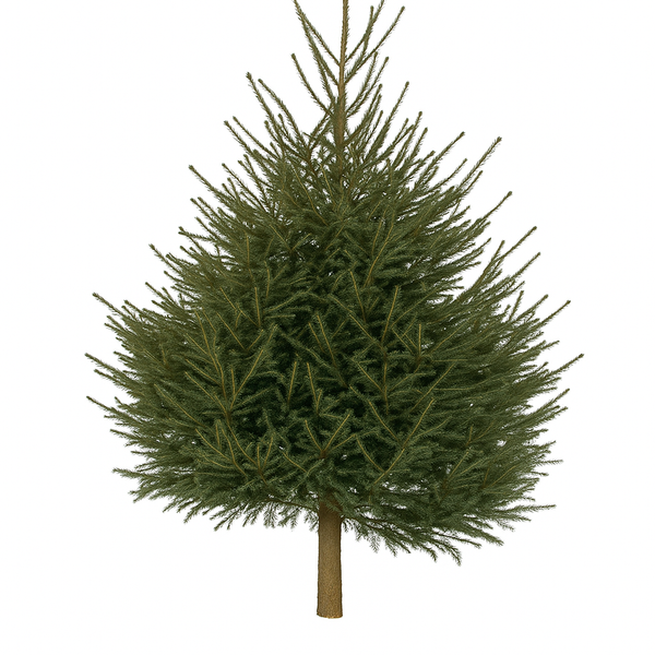 Sapin Epicéa naturel