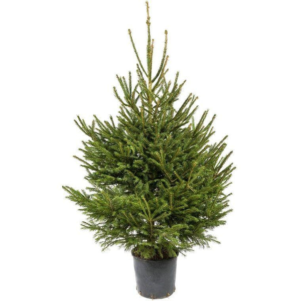 Natural Spruce Fir in Pot