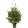 Sapin Epicéa naturel en pot