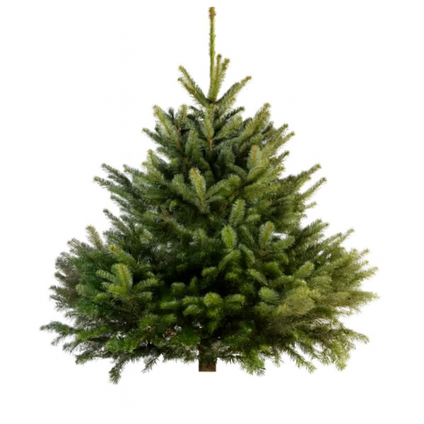 Sapin Nordmann naturel 