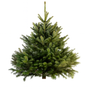 Sapin Nordmann naturel