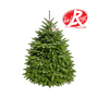 Sapin Nordmann Label Rouge 175-200 cm sur croix