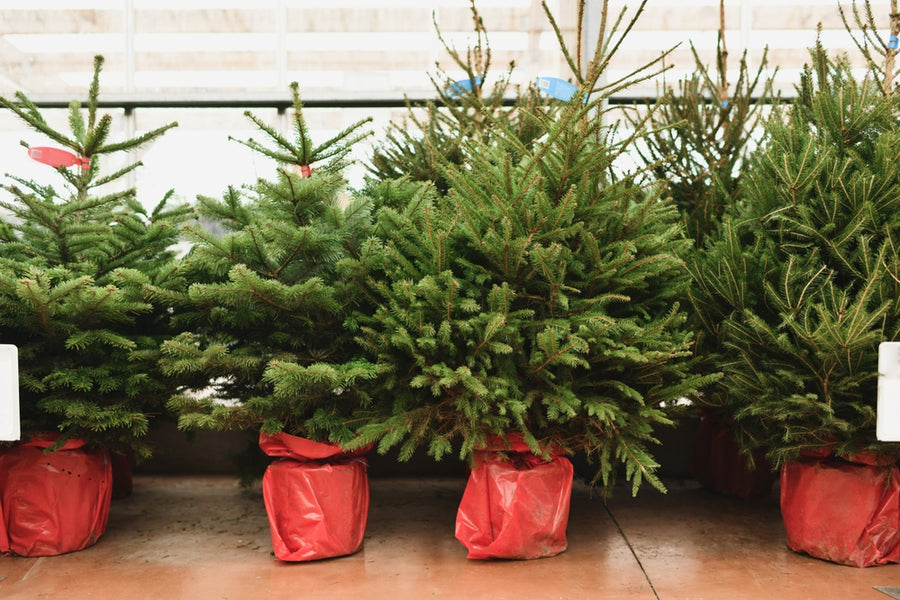 sapin de noel en pot