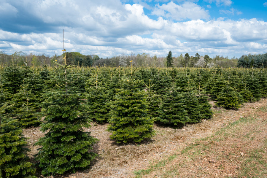 culture de sapins épicéa