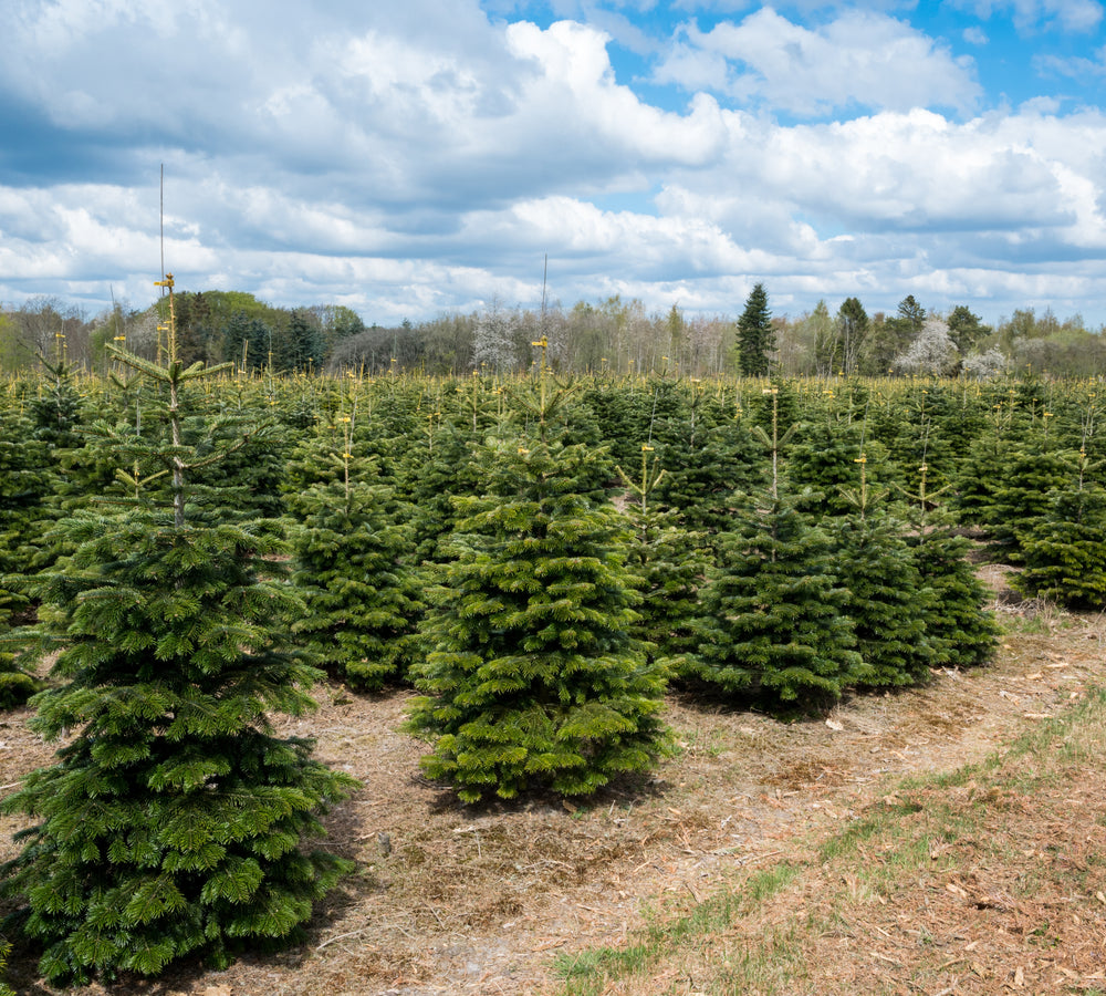 culture de sapins épicéa