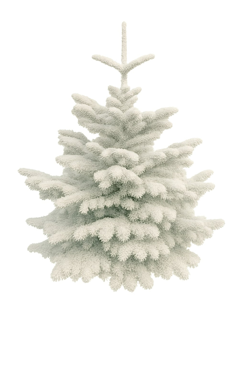 White flocked Nordmann fir