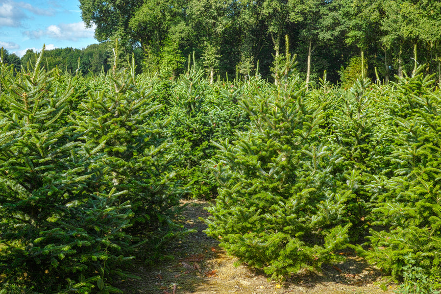 sapin Nordmann dans un champs de culture